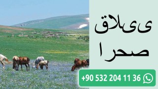 ییلاق صحرا